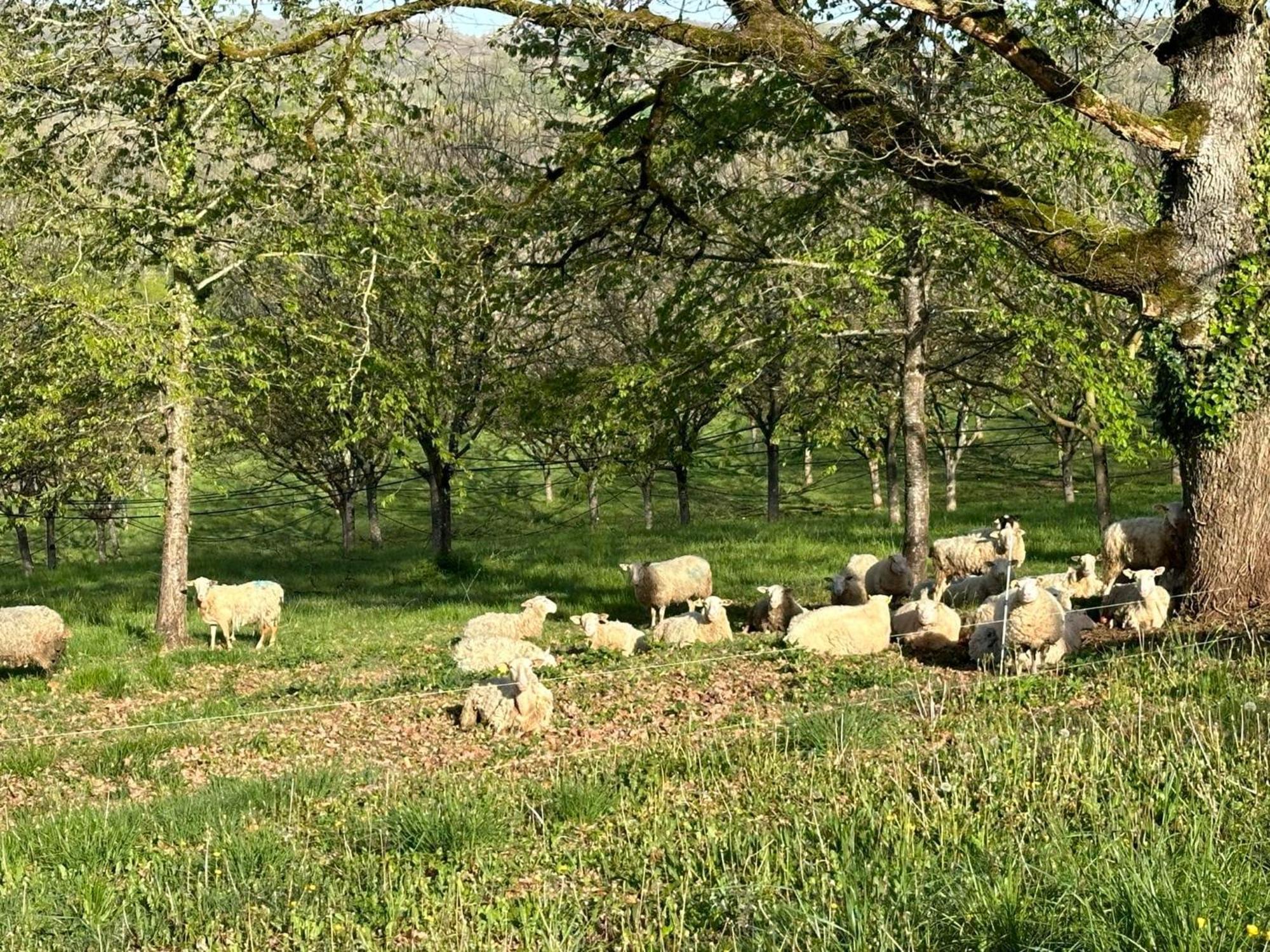 Domaine La Noyeraie Perigord Noir Villa Paulin Buitenkant foto